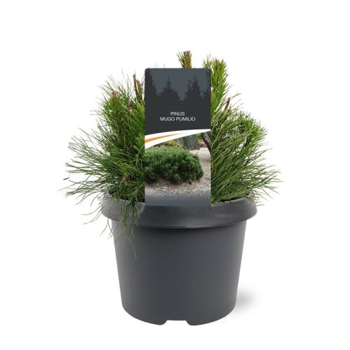 Сосна горная Pinus mugo Pumilio 25/19 (Н)