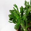 Крассула (толстянка) микс Crassula mix 38/23