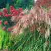 Мискантус китайский Фламинго Miscanthus sinensis Flamingo с3 (А)