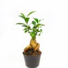 Фикус гинсенг Ficus ginseng 20/9