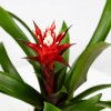 Гузмания Хоуп Guzmania Hope 40/12