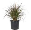 Пеннисетум щетинистый Pennisetum setaceum р17