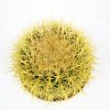 Эхинокактус Грузона Echinocactus grusonii 25/24 (Н)