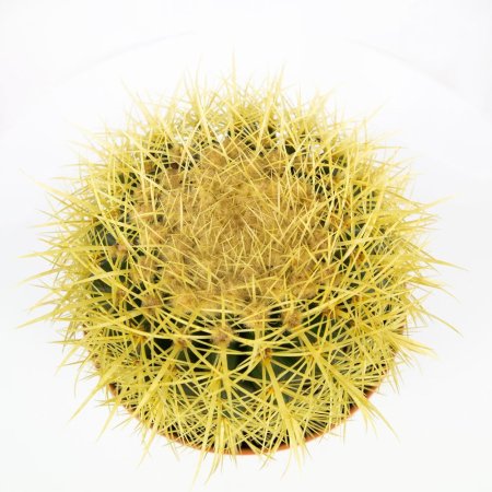 Эхинокактус Грузона Echinocactus grusonii 25/24 (Н)