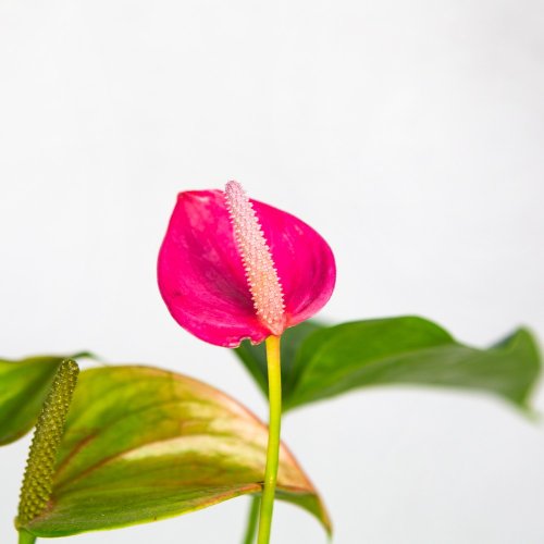 Антуриум Андре Карма Джоли Дуо Anthurium andraeanum Karma Joli Duo  45/12 (Н)