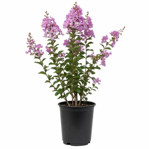 Лагерстремия индийская Lavander Lace с10 Lagerstroemia indica