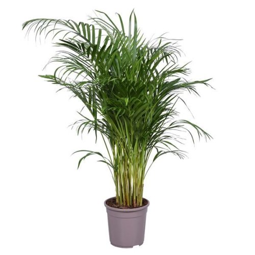 Дипсис желтоватый Dypsis lutescens 120/24