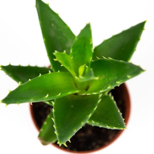 Алоэ, Хавортия микс Aloe, Haworthia mix 12/8