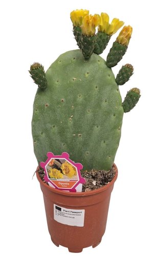 Опунция индийская 1 ствол Opuntia ficus-indica 1pp 35/17 (Н)