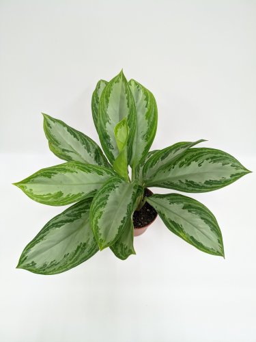Аглаонема Сильвер Мун Aglaonema Silver Moon d19см