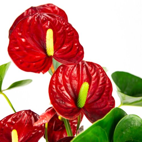 Антуриум Андре Алоха Ред Anthurium andraeanum Aloha Red 55/17