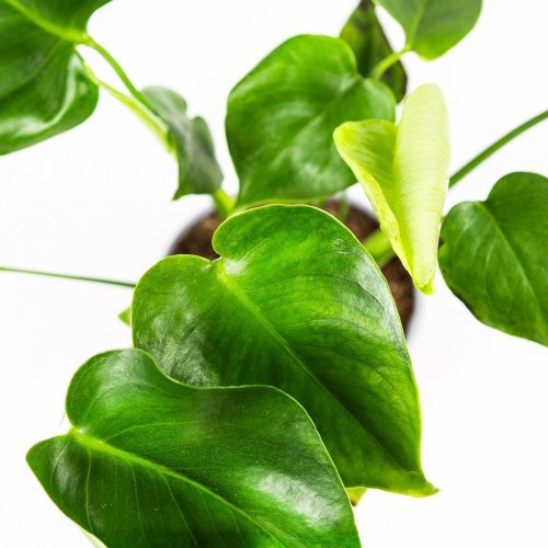 Монстера деликатесная Monstera deliciosa 40/12 (Н)