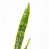Сансевиерия трёхполосная Sansevieria laurentii 65/17 (Н)