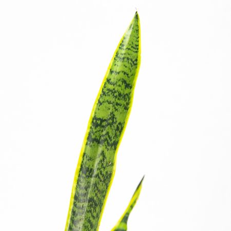 Сансевиерия трёхполосная Sansevieria laurentii 65/17 (Н)