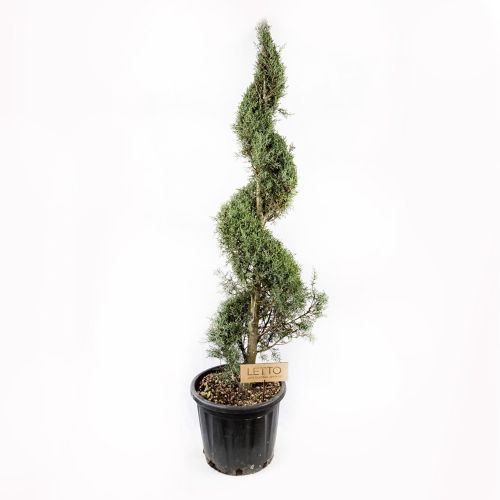 Кипарис аризонский СПИРАЛЬ с25/35 160/180 Cupressus arizonica Fastigiata SPIRALE (И)