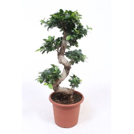 Фикус гинсенг S-образный Ficus ginseng S-type 70/25