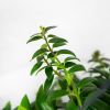 Эсхинантус микс Aeschynanthus mix 30/15