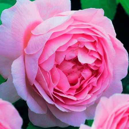 Роза столепестковая Паллада, коробка 1шт (двухлетка) Алтай