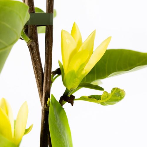 Магнолия гибридная декор.кашпо с25 125/150 Magnoia hybrida Daphne (И)