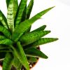Сансевиерия микс Sansevieria mix 30/9