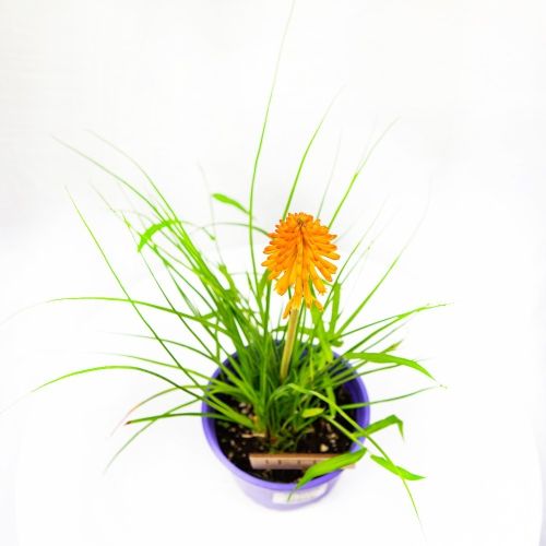 Книфофия Poco Orange с2