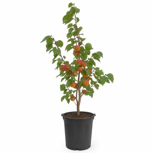 Абрикос Краснощекий Неделина, контейнер 5л/7л