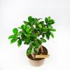 Фикус гинсенг Ficus ginseng 45/19 (Н)