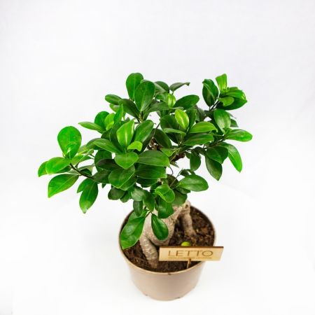 Фикус гинсенг Ficus ginseng 45/19 (Н)