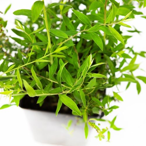 Спирея серая Spiraea cinerea Grefsheim с3 20/40
