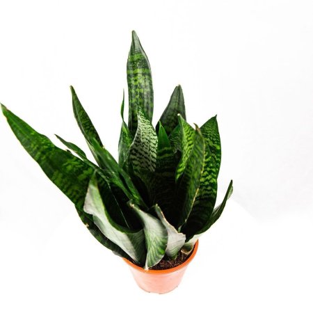Сансевиерия Sansevieria Super Green 50/17