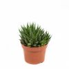 Алоэ остистое Aloe aristata 18/12