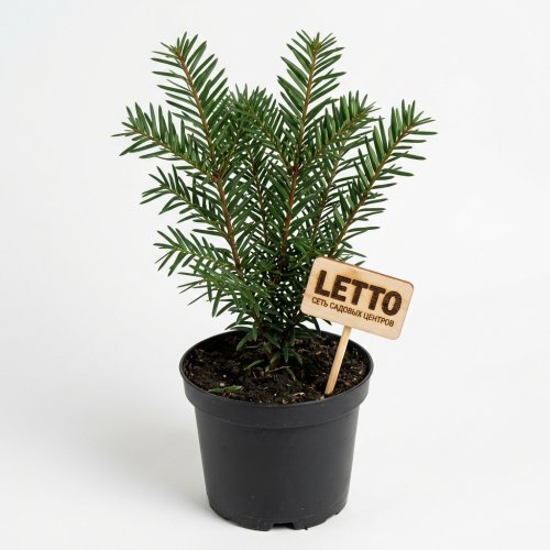 Тис ягодный Taxus baccata Elegantissima с2 10/15