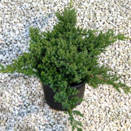 Можжевельник лежачий Нана Juniperus procumbens Nana 5л (Н)