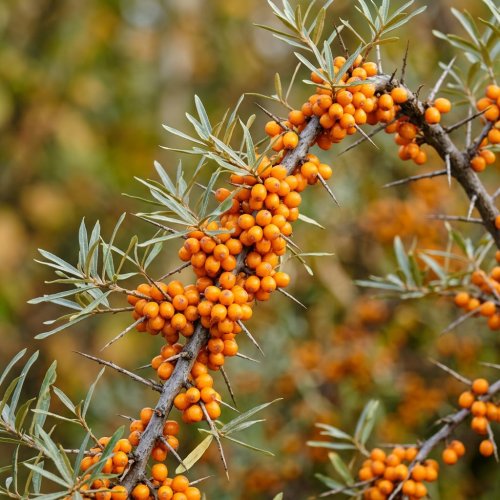 Облепиха обыкновенная Hippophae с3/5 80/100