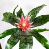 Эхмея Праймера Aechmea Primera L 60/15 (Н)