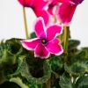 Цикламен персидский микс Cyclamen persicum mix р15