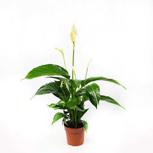 Спатифиллум Spathiphyllum Sweet Ricardo 60/13 (Н)
