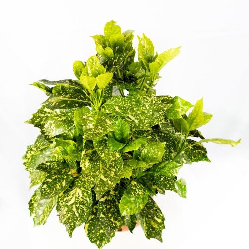 Аукуба японская Aucuba japonica Crotonifolia с7/10 40/60 (И)