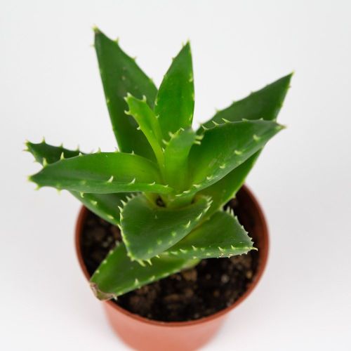 Алоэ, Хавортия микс Aloe, Haworthia mix 12/8