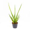 Сансевиерия Sansevieria Medusa 20/8,5 (Н)
