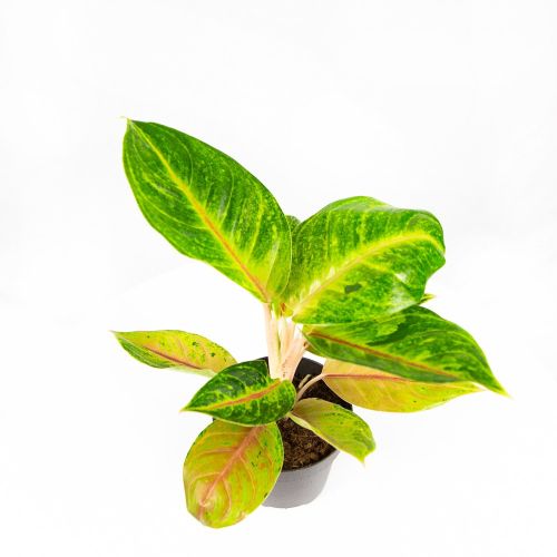 Аглаонема Aglaonema Iguana Red 35/12 (Н)