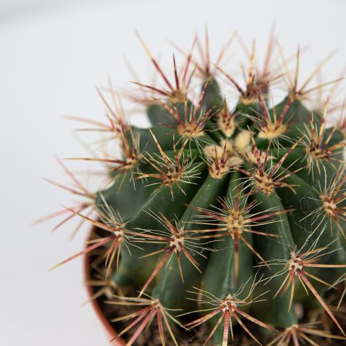 Ферокактус микс Ferocactus mix 15/12 (Н)