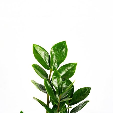 Замиокулькас Zamioculcas 3+ 50/12 (Н)
