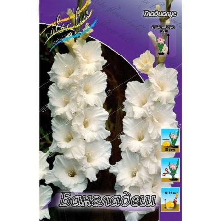 Гладиолус Бангладеш Gladiolus Bangladesh 10/12 5 шт, капер, Колорлайн