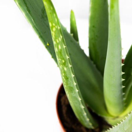 Алоэ Вера Aloe Vera 60/17