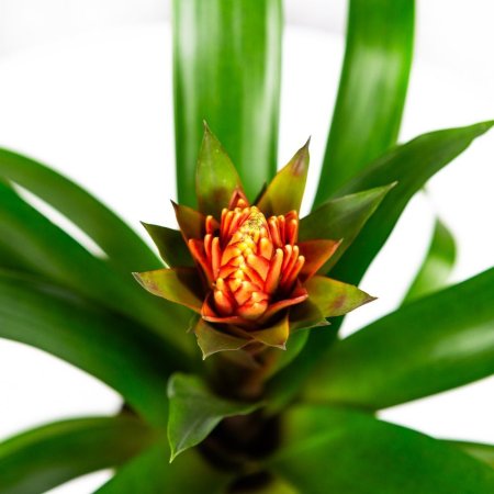Гузмания Guzmania Punta 50/13