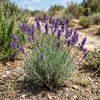 Лаванда узколистная Lavandula angustifolia 2л/3л
