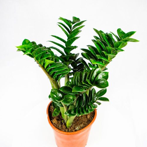 Замиокулькас Зензи Zamioculcas Zenzi 60+/21 (Н)