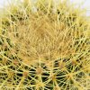 Эхинокактус Грузона Echinocactus grusonii 25/24 (Н)