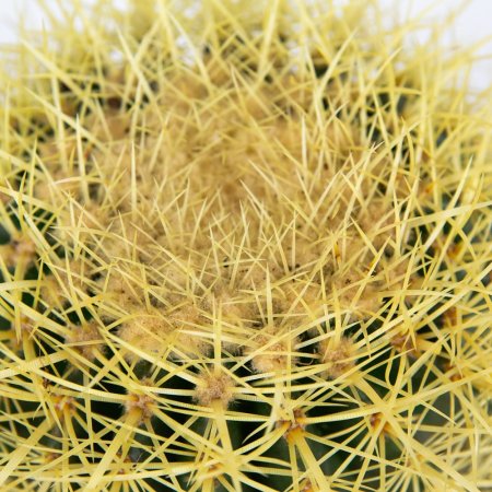 Эхинокактус Грузона Echinocactus grusonii 25/24 (Н)